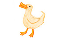 duck