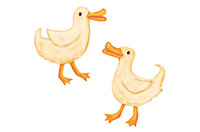 ducks