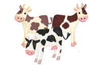 cows