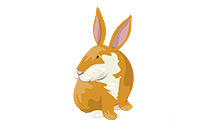 rabbit