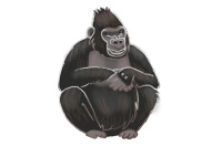 gorilla