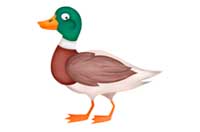 duck