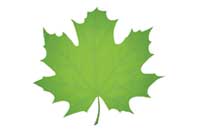 leaf