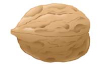 nut
