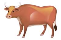ox