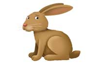 rabbit