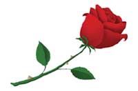 rose