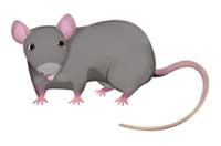rat