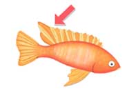 fin