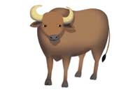 ox