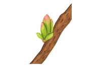 bud