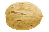 nut