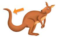 tail