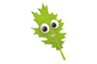 leaf