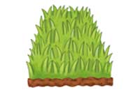 grass