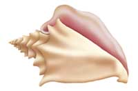 shell