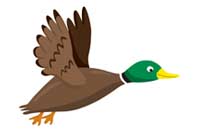 duck