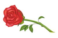 rose