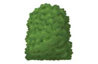 bush