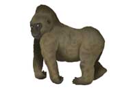 gorilla