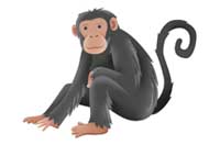 monkey
